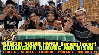 HANCUR SUDAH HARGA CUCAK CUNGKOK DAN ANIS KEMBANG DI TAHUN 2025 !!! DISINI SANGKAR BURUNG JUGA MURAH