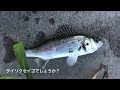 真夏の投げサビキで釣れたのは？衣浦湾