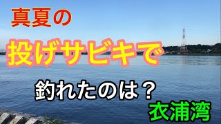 真夏の投げサビキで釣れたのは？衣浦湾