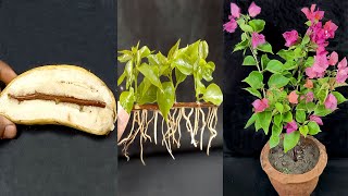 Grow bougainvillea from banana / Effective of banana in bougainvillea