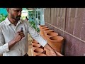 mannuthy agri garden nursery palakkad mankara fruit plants exotic plants