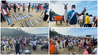 माश्याचा लिलाव, मालवण । Fish auction at Malvan beach