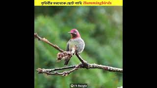 পৃথিবীর সবথেকে ছোট পাখি 🐦Hummingbirds,#shorts