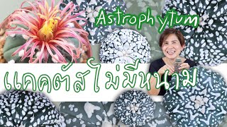 Astrophytum กระบองเพชรไม่มีหนาม แนะนำๆๆ | Cactus Journey EP.1