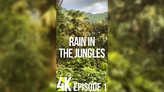 4K Rain in the Jungle – Episode 1 | Calming Vertical Screensaver with Real Tropical Sounds \u0026 Rainbow