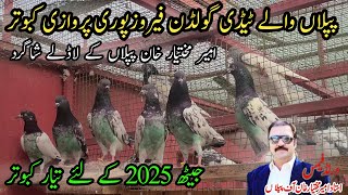 Teddy , Golden , Piplan walay pigeons of Rana Kashif shagird ustad Ameer Mukhtar Khan