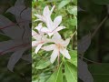 garden in the woods framingham massachusetts hiking garden