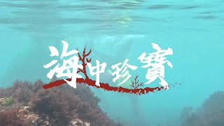 石門石花凍創意行銷專題紀錄片-海中珍寶