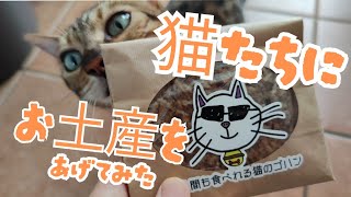 【人間も食べられる猫のごはん】猫にお土産をあげてみたら…