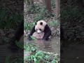 兔兔奇一把头枕在肚子上，边泡澡边划水好可爱 panda qi yi relaxing in pool panda qiyi【大熊猫奇一】 shorts