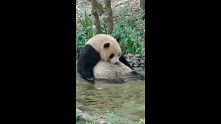 兔兔奇一把头枕在肚子上，边泡澡边划水好可爱  Panda Qi Yi relaxing in pool | Panda QiYi【大熊猫奇一】#Shorts