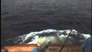 Pulled Overboard By Blue Marlin
