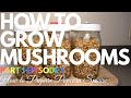 How To Popcorn Tek | How To Grow Mushrooms | Part 1