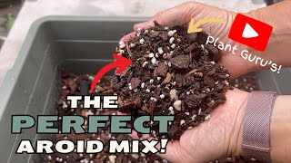 I Took the Best Tips From Famous YouTubers—This is My PERFECT Aroid Mix!