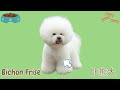 認識狗狗 20種狗狗品種中英文名稱 let s learn 20 types of different dog breeds 🐕🐶🐕‍🦺🐩 dog