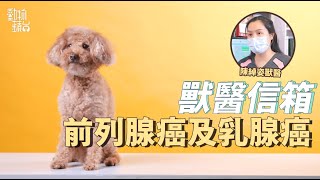 狗癌症獸醫分析前列腺癌及乳腺癌症狀 照顧預防和治療方法全面睇 動物蘋台果籽 香港 Apple Daily原刊日期20210110