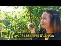 สารเสริมประสิทธิภาพซุปเปอร์ไมโครมิกซ์ super micro mix จาก umeplus ใช้ฉีดพ่นทางใบ