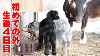 ヤギのあんこ親子　初めて外に出た日　2022年2月26日 Goat Farm 吉がけヤギ牧場