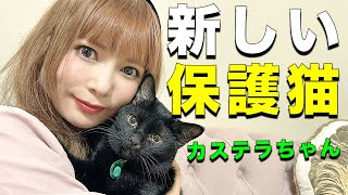 【保護猫】新しい家族が増えたので紹介します🐈