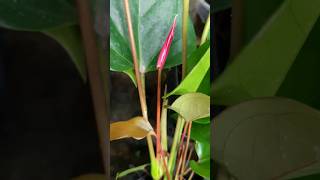 ඇන්තූරියම් පැල වැඩි කරගන්නේ කොහොමද?| tips for anthurium part 01( see the description) #anthurium