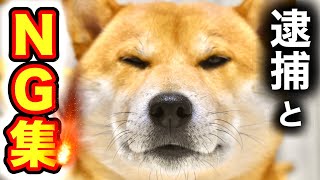 柴犬こむぎのＮＧシーンを大公開【あるじNOステップ】NEWS48