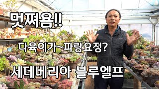 다육이 종류 다육식물 키우기 세데베리아 블루엘프