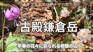 【登山】カタクリとイワウチワの群生！修験の山 古殿 鎌倉岳