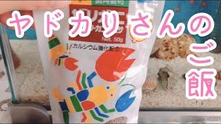 ヤドカリ村の食事風景☆ヤドカリ村日記3