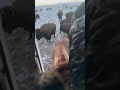 bisons in wyoming