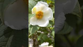 Beautiful in white Japanese stewartia 【白いナツツバキが美しい】#flowers#stewartia#ナツツバキ#shorts