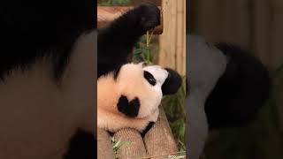 심심한 쌍둥바오, 루이바오(Rui Bao,睿寶)🐼후이바오(Hui Bao,輝寶)🐼/Everland #주토피아 #everland  #panda #cute