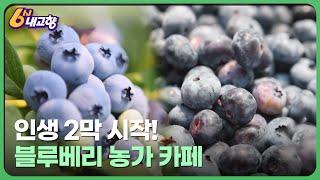 인생 2막 시작! '블루베리' 농가 카페 – 전북특별자치도 완주 | KBS 6시 내고향 240620