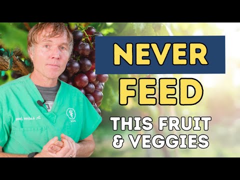 What vegetables can Dogs not have?