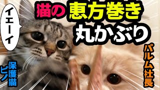 【イェーイとお喋り猫】節分なので丸かぶり‼️猫に恵方巻き⁉️#猫#節分  #保護猫 #お喋り猫