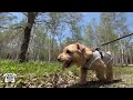 gw編 御嶽山 開田高原アイスクリーム工房 前編 【ノーフォークテリア norfolkterrier 犬 dog 】