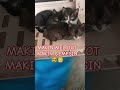 di pelototin lg ‼️🤣 shortvideo kitten catlover kucingimut