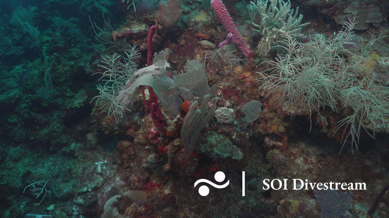 Exploring La Parguera Soi Divestream 511 Youtube