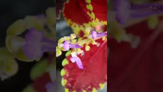 Seeds of Colius Plant 🌱#shorts #viral #trending #coleus #plants