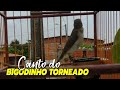 canto do bigodinho torneado encarte o seu agora