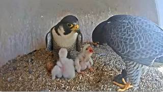 Union County Falcons ~ AFTER NEST TAKEOVER, NEW FEMALE IS TAKING CARE OF CHICKS THAT ARE NOT HER OWN