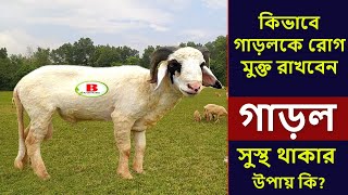 গাড়লকে রোগ মুক্ত করার উপায়। Sheep farming। @garolkhamar@sheepfarminginbangladesh@verapalon।গাড়ল ভেড়া