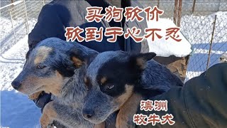 幫朋友到狗場挑澳洲牧牛犬，2000砍到1000，滿狗場讓你挑【東北石老四】