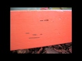 carpenter ant inspection video