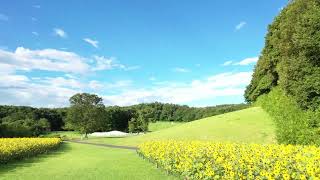 【公式】国営武蔵丘陵森林公園「夏の風物詩 ヒマワリ花畑♪」