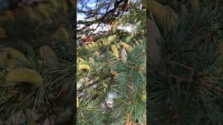 Magical Deodar Tree: Baby Fruits Shower Yellow Smoke on Touch