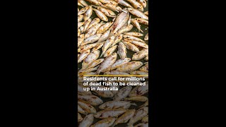 Residents call for millions of dead fish to be cleaned up | Al Jazeera Newsfeed