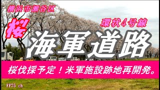 海軍道路 kaigun road 桜伐採、米軍跡地再開発で揺れる桜並木を歩きます。