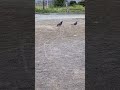 鳩の求愛行動