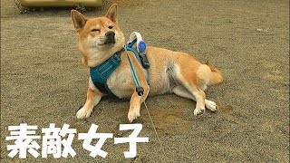 【Shiba Inu Momiji】ミミズを見つけた柴犬もみじ（ミミズは映っていません）