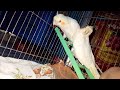 the aggressive cocirtiel bird 🕊️ to get the cockatiel bird